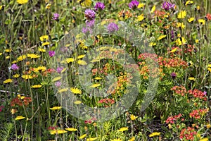 Newfoundland summer wildflowers in meadow