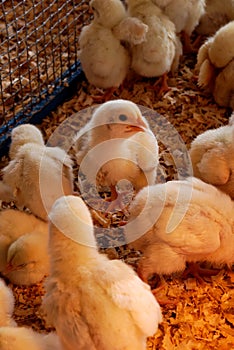 Newl Hatched Chicks