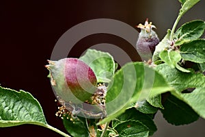 Newly apple bud tree plant