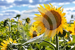 newly blossomed young sunflower is backlit by the sun