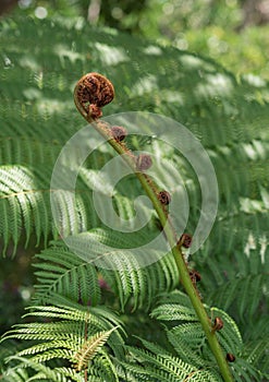 Newly blossoming fern growth