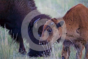 Newly Born Bison Calf with Mother