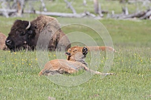 Newly born Buffalo calf in grass