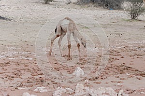 Newly born camel calf