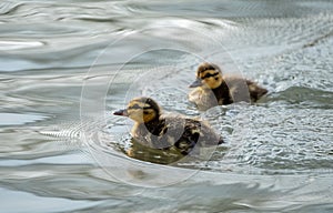 Newly born ducklings on the water in the lake at Pinner Memorial Park, Pinner, Middlesex, north west London UK photo