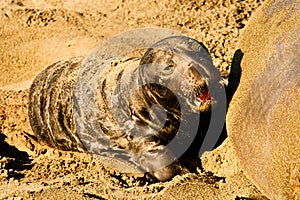 Newly Born Elephant Seal photo