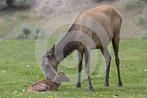 Newly born elk with mother