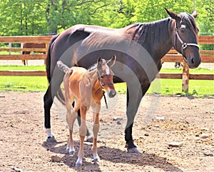 A newly born foal