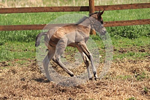 A newly born foal