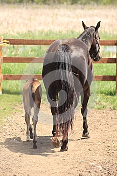 A newly born foal and her Momma