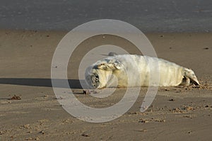 A newly born Grey Seal Halichoerus grypus pup lying on the beach enjoying the sun, waiting for its mum to return from the sea.