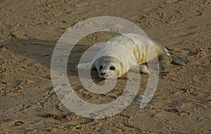 A newly born Grey Seal Halichoerus grypus pup lying on the beach enjoying the sun, waiting for its mum to return from the sea.