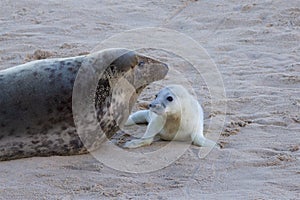 Newly born Grey Seal pup with its mum.