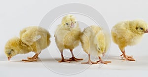 Newly Born Hen Chicks