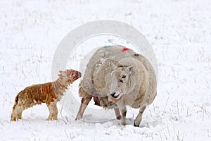 Newly born lamb in the snow