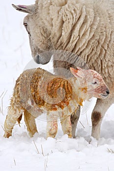 Newly born lamb in the snow