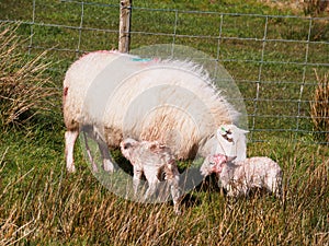 Newly Born Lambs, Wales