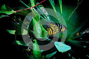 A newly born Monarch butterfly rests next to its empty chrysalis