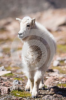 Newly born Mountain Goat in Colorado