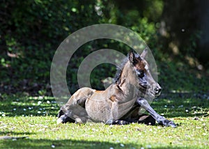 Newly born pony