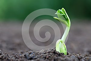 Newly born seedling of green momordica