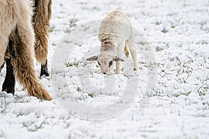 A newly born white lamb eats grass in the meadow, the grass is covered with snow. Mother sheep grazes next to it, a part