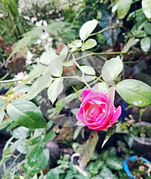 The newly budded pink roses look beautiful