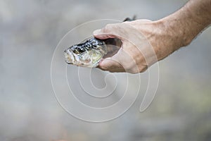 A newly captured fish in a mans hand