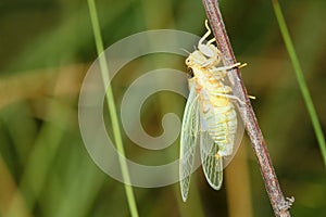 Newly cicada