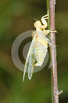 Newly cicada