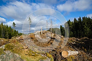 Newly clear cut forest area