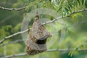 Newly constructed, weaved nest of a sparrow hanging by the river lane. Possibly one of the best skill a bird possessed.