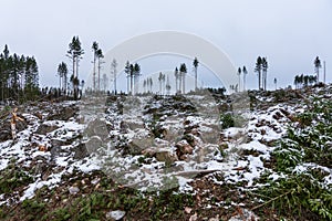 Newly cut down forest at a deforestation area in Sweden