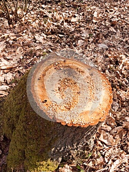 newly cut tree trunk stump woodland forest floor surgery