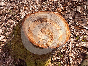 newly cut tree trunk stump woodland forest floor surgery