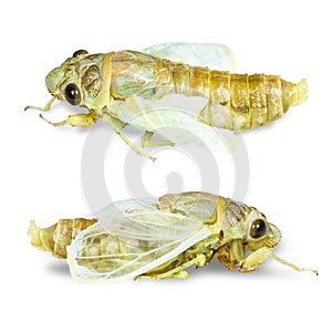 Newly emerge cicada on white background