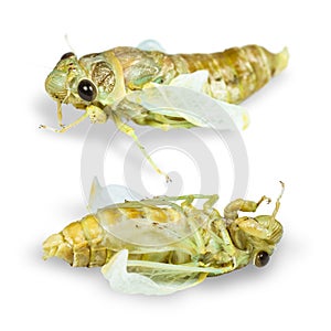 Newly emerge cicada on white background