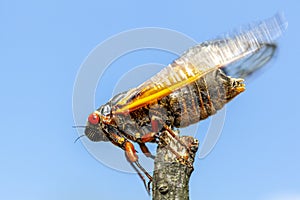 Newly emerged adult cicada swinging wing before flying off a wooden stick