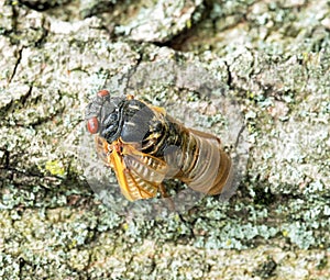 Newly Emerged Brood X Cicada with Folded Wing