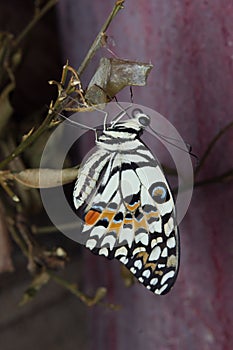 Newly emerged butterfly