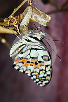 Newly emerged butterfly