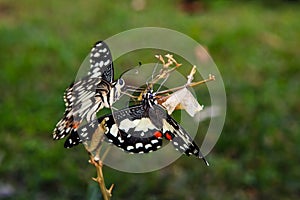 Newly emerged butterfly