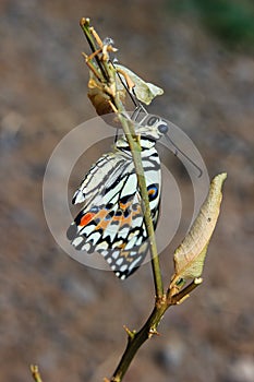 Newly emerged butterfly