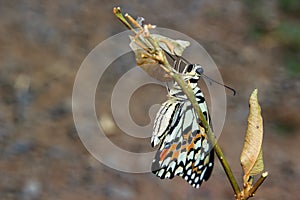 Newly emerged butterfly