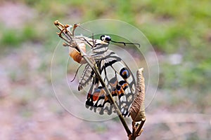 Newly emerged butterfly