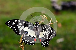 Newly emerged butterfly