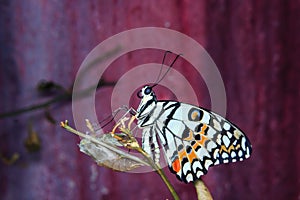 Newly emerged butterfly