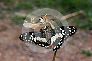 Newly emerged butterfly