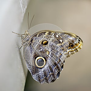 Newly Emerged Butterfly