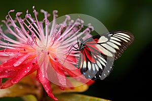 newly emerged butterfly on vibrant flower